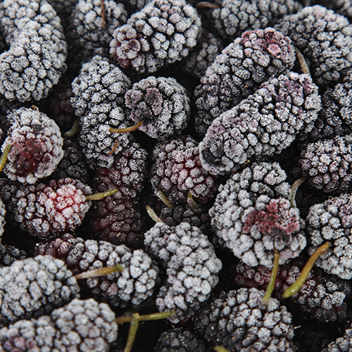 풍부한 과즙과 달콤한 풍미 국내산 햇오디